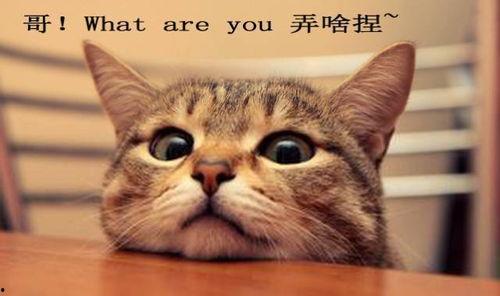 吃瓜娱乐酱社恐猫  第2张