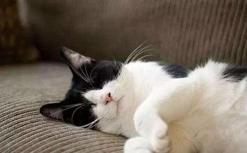吃瓜娱乐酱社恐猫  第3张